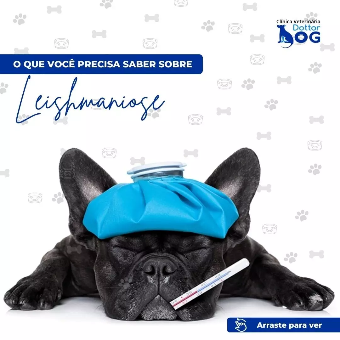 SAIBA MAIS SOBRE A LEISHMANIOSE CANINA, PREVENÇÃO, SINTOMAS E TRATAMENTO